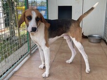 DIMMI, Hund, Französischer Laufhund in Italien - Bild 2