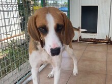 DIMMI, Hund, Französischer Laufhund in Italien - Bild 3