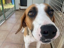 DIMMI, Hund, Französischer Laufhund in Italien - Bild 4