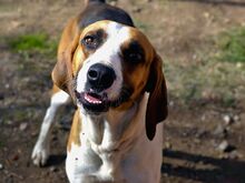 DIMMI, Hund, Französischer Laufhund in Bellheim