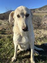 YUKIE, Hund, Mischlingshund in Griechenland - Bild 1