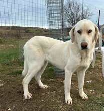 YUKIE, Hund, Mischlingshund in Griechenland - Bild 2