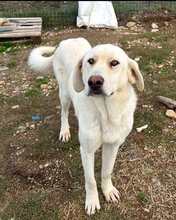 YUKIE, Hund, Mischlingshund in Griechenland - Bild 3