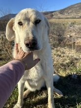 YUKIE, Hund, Mischlingshund in Griechenland - Bild 5