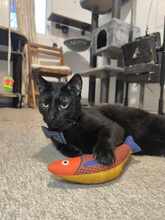 OMEGA, Katze, Europäisch Kurzhaar in Bulgarien - Bild 1