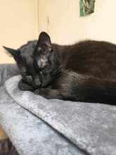 OMEGA, Katze, Europäisch Kurzhaar in Bulgarien - Bild 8