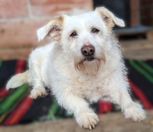 POPPY, Hund, Mischlingshund in Griechenland - Bild 1