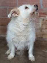 POPPY, Hund, Mischlingshund in Griechenland - Bild 10