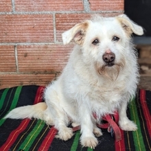 POPPY, Hund, Mischlingshund in Griechenland - Bild 11