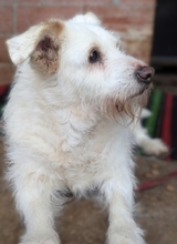 POPPY, Hund, Mischlingshund in Griechenland - Bild 12