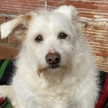 POPPY, Hund, Mischlingshund in Griechenland - Bild 13