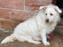 POPPY, Hund, Mischlingshund in Griechenland - Bild 2