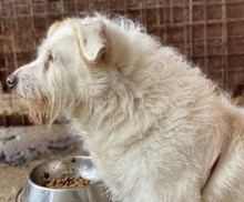 POPPY, Hund, Mischlingshund in Griechenland - Bild 4