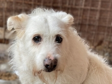 POPPY, Hund, Mischlingshund in Griechenland - Bild 5