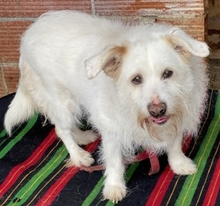 POPPY, Hund, Mischlingshund in Griechenland - Bild 6