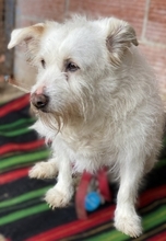 POPPY, Hund, Mischlingshund in Griechenland - Bild 7