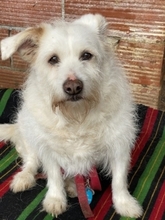POPPY, Hund, Mischlingshund in Griechenland - Bild 8