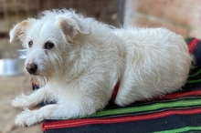 POPPY, Hund, Mischlingshund in Griechenland - Bild 9