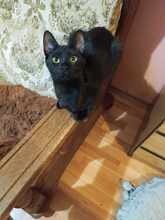LINA, Katze, Europäisch Kurzhaar in Bulgarien - Bild 10