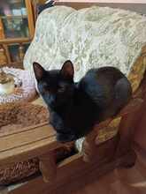 LINA, Katze, Europäisch Kurzhaar in Bulgarien - Bild 11