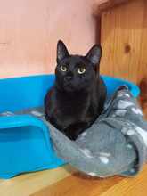 LINA, Katze, Europäisch Kurzhaar in Bulgarien - Bild 12