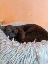 LINA, Katze, Europäisch Kurzhaar in Bulgarien - Bild 13