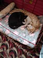 LINA, Katze, Europäisch Kurzhaar in Bulgarien - Bild 15