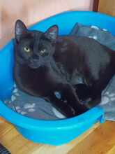 LINA, Katze, Europäisch Kurzhaar in Bulgarien - Bild 3