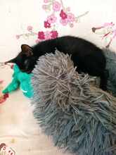 LINA, Katze, Europäisch Kurzhaar in Bulgarien - Bild 5