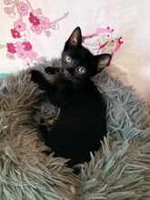 LINA, Katze, Europäisch Kurzhaar in Bulgarien - Bild 6