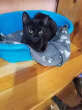 LINA, Katze, Europäisch Kurzhaar in Bulgarien - Bild 7