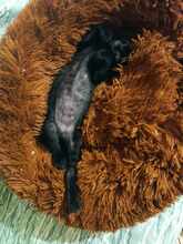 LINA, Katze, Europäisch Kurzhaar in Bulgarien - Bild 8