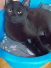 LINA, Katze, Europäisch Kurzhaar in Bulgarien - Bild 9