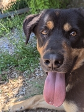 JAKE, Hund, Mischlingshund in Griechenland - Bild 10