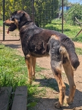 JAKE, Hund, Mischlingshund in Griechenland - Bild 11