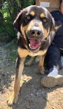 JAKE, Hund, Mischlingshund in Griechenland - Bild 12