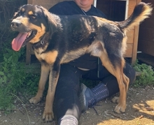JAKE, Hund, Mischlingshund in Griechenland - Bild 13