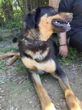 JAKE, Hund, Mischlingshund in Griechenland - Bild 14
