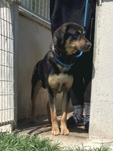 JAKE, Hund, Mischlingshund in Griechenland - Bild 2
