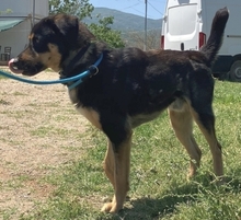 JAKE, Hund, Mischlingshund in Griechenland - Bild 3