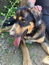JAKE, Hund, Mischlingshund in Griechenland - Bild 5