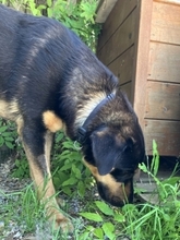 JAKE, Hund, Mischlingshund in Griechenland - Bild 6