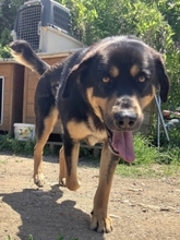 JAKE, Hund, Mischlingshund in Griechenland - Bild 8