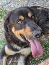 JAKE, Hund, Mischlingshund in Griechenland - Bild 9