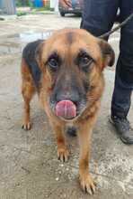 RUFUS, Hund, Mischlingshund in Rumänien - Bild 1