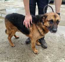 RUFUS, Hund, Mischlingshund in Rumänien - Bild 10
