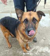RUFUS, Hund, Mischlingshund in Rumänien - Bild 2