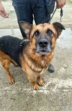 RUFUS, Hund, Mischlingshund in Rumänien - Bild 3