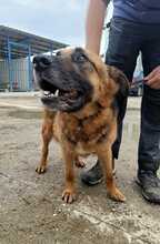RUFUS, Hund, Mischlingshund in Rumänien - Bild 4