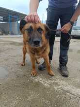 RUFUS, Hund, Mischlingshund in Rumänien - Bild 5